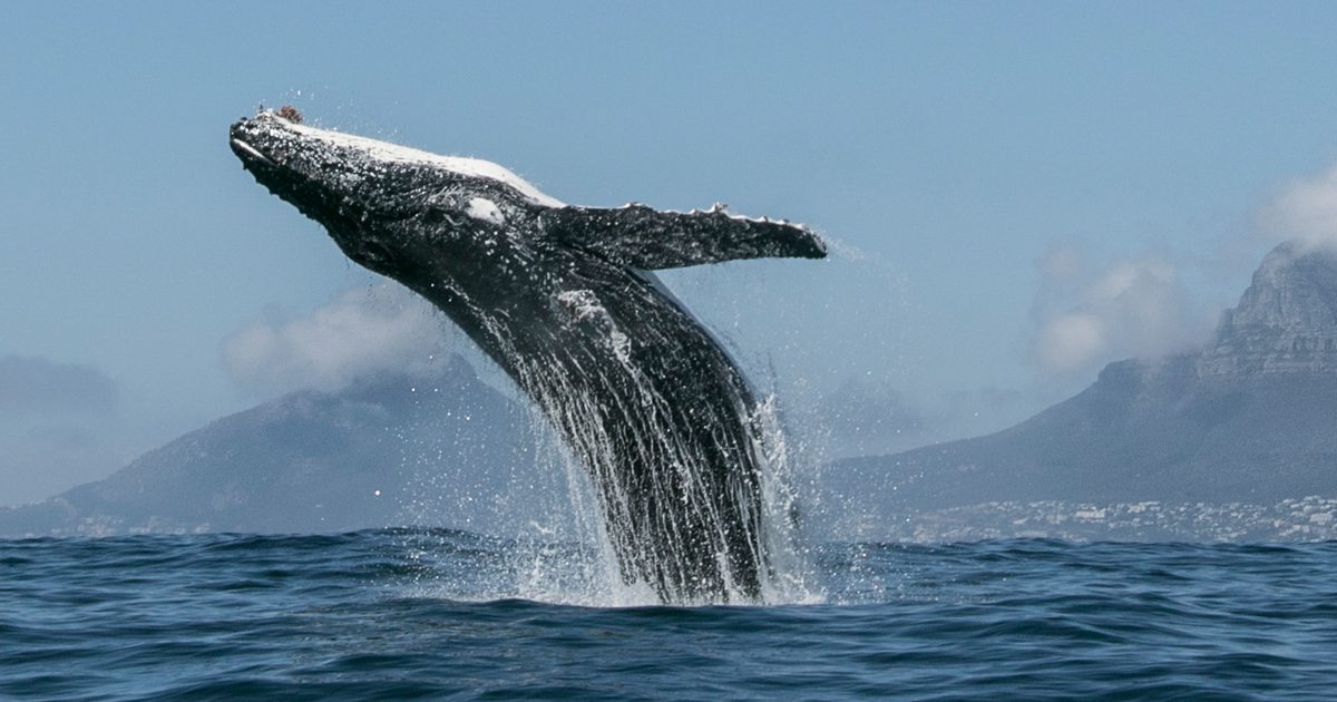 OurPlanetTheirFuture Whale Breaching