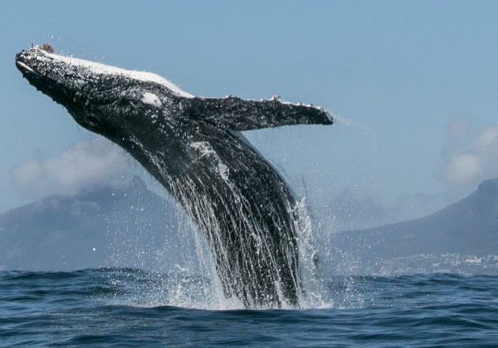 Whale Breaching